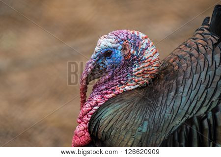Large Tom Turkey Head Close Up.dng