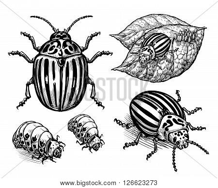 hand drawn vector illustration colorado potato beetle isolated on white background