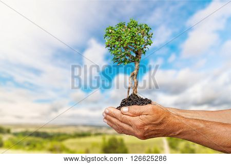 Tree.