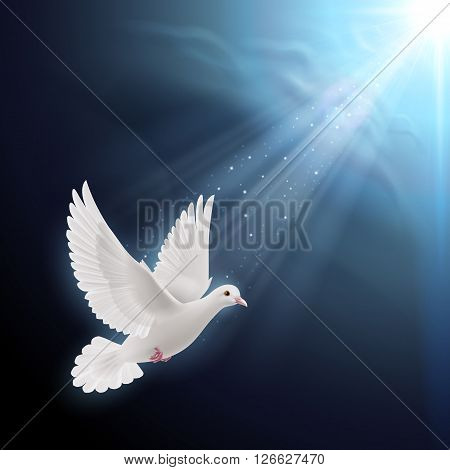 White dove flying in sun rays against dark blue sky. Symbol of peace