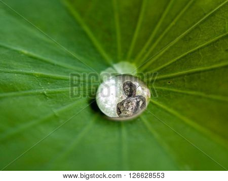 Drops of water rolling water on a lotus leaf. focus to Budda in water drop.(LOTUS EFFECT).