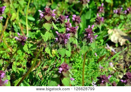 Selfheal Prunella vulgaris. A flower spike of this purple flower in the mint family
