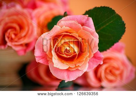 bouquet of pink roses on an orange background