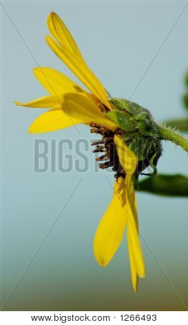Blomst 1