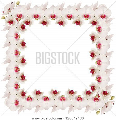 Delicate floral background. White orchids. Macro. Isolated