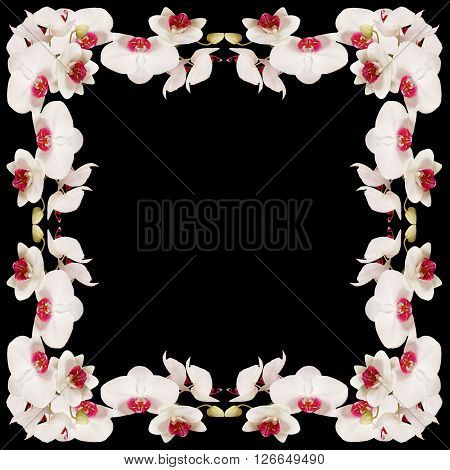Delicate floral background. White orchids. Macro. Isolated