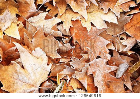 Pile of different dry leaves underfoot