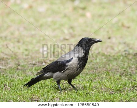Hooded Crow Corvus Cornix portrait in spring grass selective focus shallow DOF