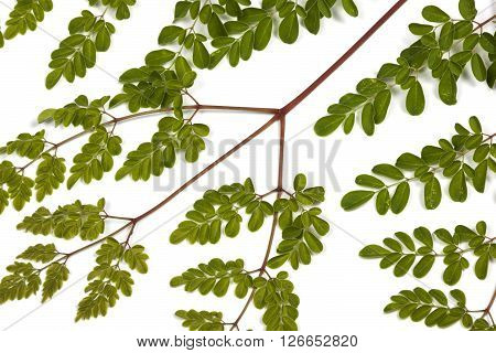 Green Leaves And Yellow Speckles Of  Moringa Tree 2