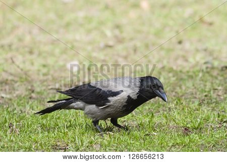 Hooded Crow Corvus Cornix searching for food portrait in spring grass selective focus shallow DOF