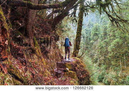 Hiker in Himalayan jungles, Nepal, Kanchenjunga region