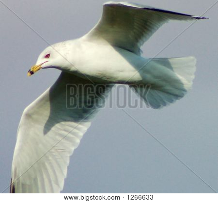 Seagull5
