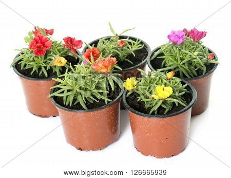 Lampranthus in pot in front of white background