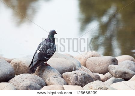 Gray dove stands on rocks near the water