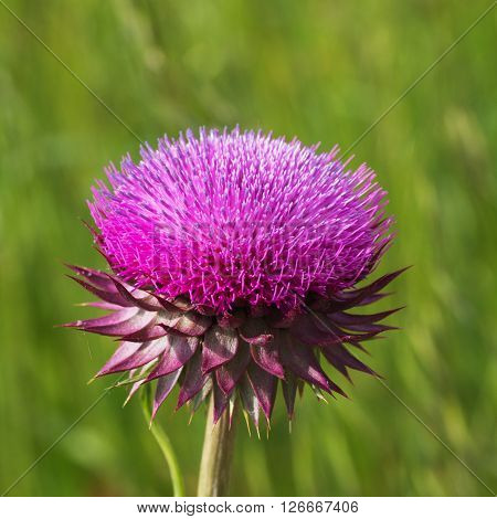 Wild Flowers