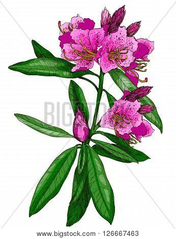 Vector illustration of Nerium Oleander Hand drawn flower