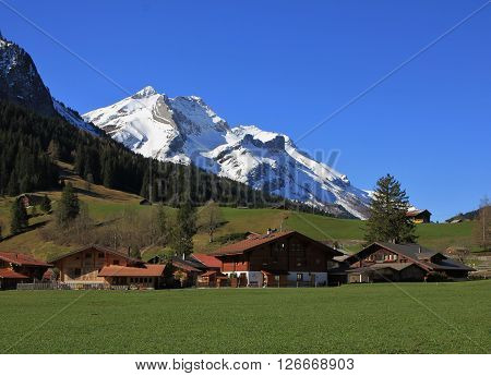 Snow covered Mt Oldenhorn and Swiss chalets on a green meadow. Spring scene in Gsteig bei Gstaad, Switzerland.