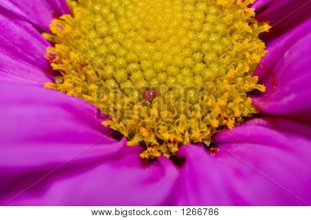 Daisy blomst Close-Up