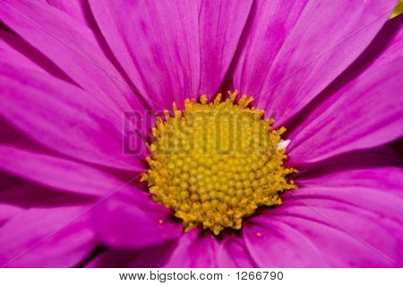 Daisy blomst Close-Up