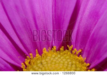 Daisy blomst Close-Up