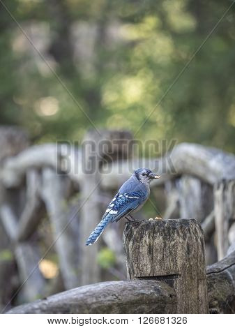 blue jay Cyanocitta cristata is a passerine bird in the family Corvida
