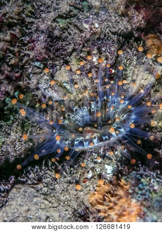 Corallimorphus is a genus of colonial anthozoans similar in appearance to sea anemones