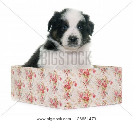 puppy asutralian shepherd in front of white background
