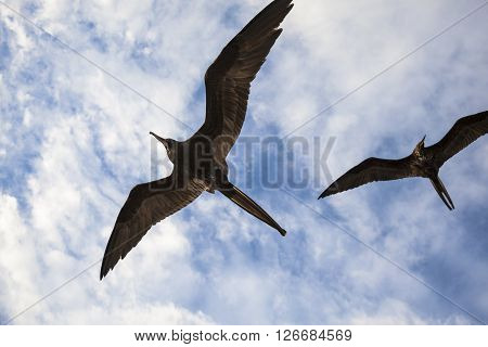Frigates flying in the skies of the Galapagos Islands