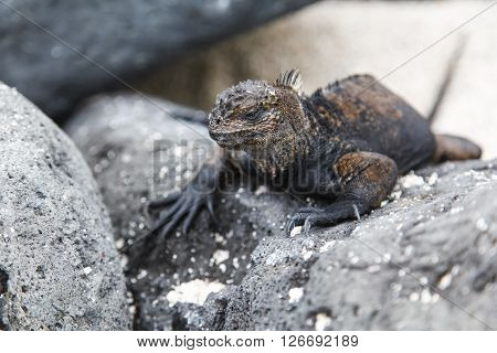 small marine iguana walking through the rocks Galapagos