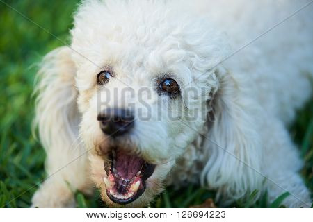 French Poodle Barking On Grass