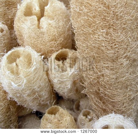 Loofa