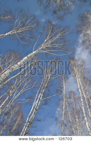 Russian Nature