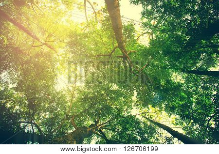 fresh green forest with sunlight prespective view