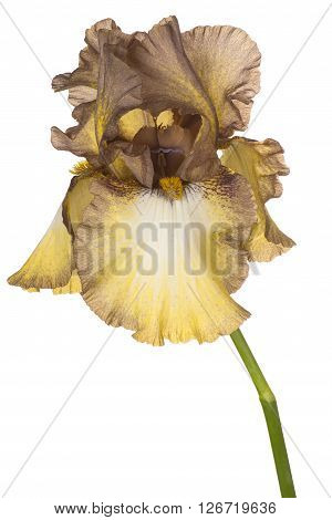 Iris