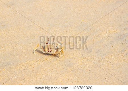 Bright Travel background with crab on seashore and free space