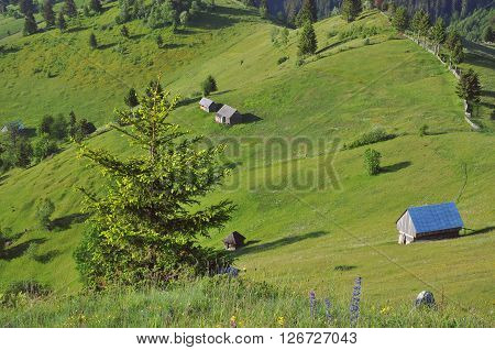 Summer morning landscape in the carpathian hills