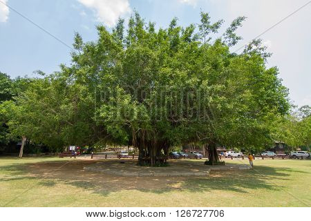 The big Ficus benjamina tree in the park
