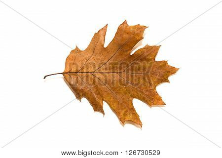 Dry autumn oak leaf on over white