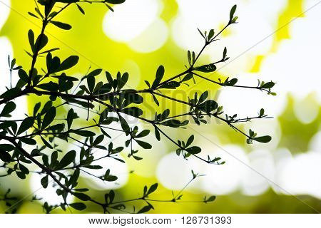 this is Leafs is mix in Bokeh