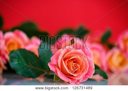 bouquet of pink roses on a red background