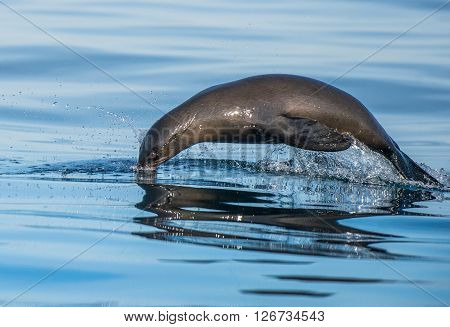 Jumping Out Of Water Cape Fur Seal (arctocephalus Pusillus Pusillus) False Bay, .atlantic Ocean. Sou
