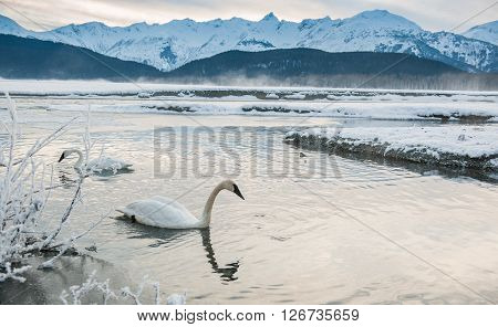 The Tundra Swans (cygnus Columbianus) Swim In The Freezing River.