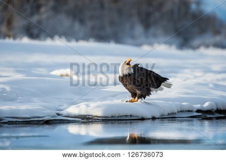Shouting Bald Eagle On Snow. The Shouting Ba;d Eagle Sits On Snow To River Chilkat.