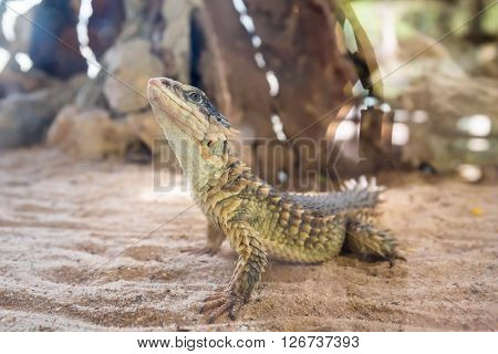 Close-up of a Sungazer Giant girdled lizard
** Note: Visible grain at 100%, best at smaller sizes