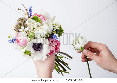 Two hands making bouquet from pink tulips violet grape hyacinths white anemones violet veronica and white buttercup on white background