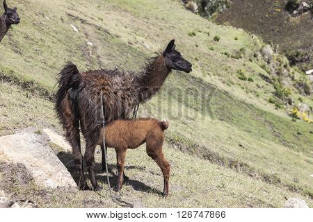 Very often the use of llamas by farmers in the Ecuadorian highlands and around Zumbahua province of Cotopaxi Ecuador