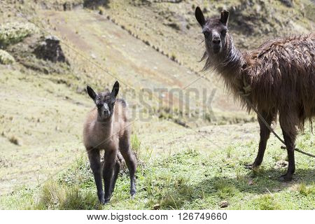 Very often the use of llamas by farmers in the Ecuadorian highlands and around Zumbahua province of Cotopaxi Ecuador