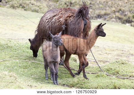Very often the use of llamas by farmers in the Ecuadorian highlands and around Zumbahua province of Cotopaxi Ecuador
