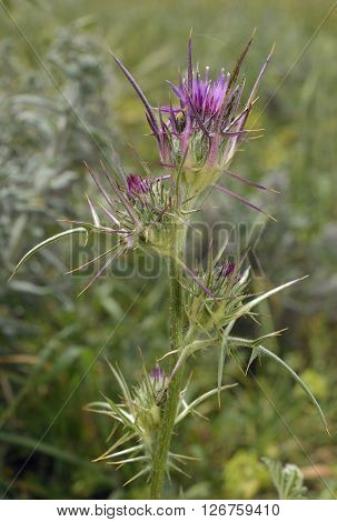 Syrian Thistle - Notobasis syriaca Purple Mediterranean Wild Flower