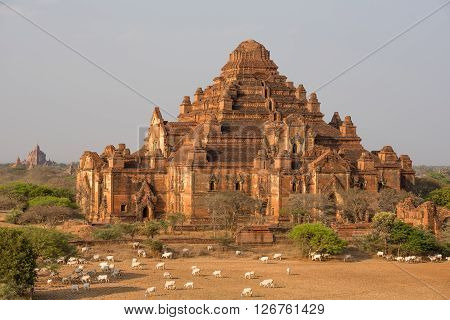 Dhammayangyi temple The biggest Temple in Bagan Myanmar